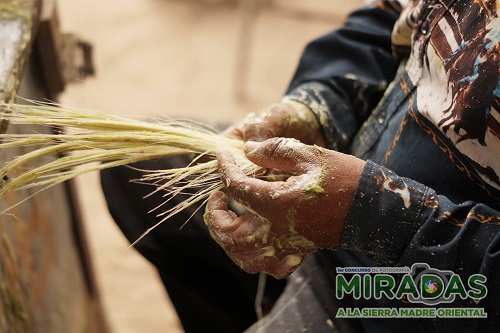 Tallador de lechuguilla