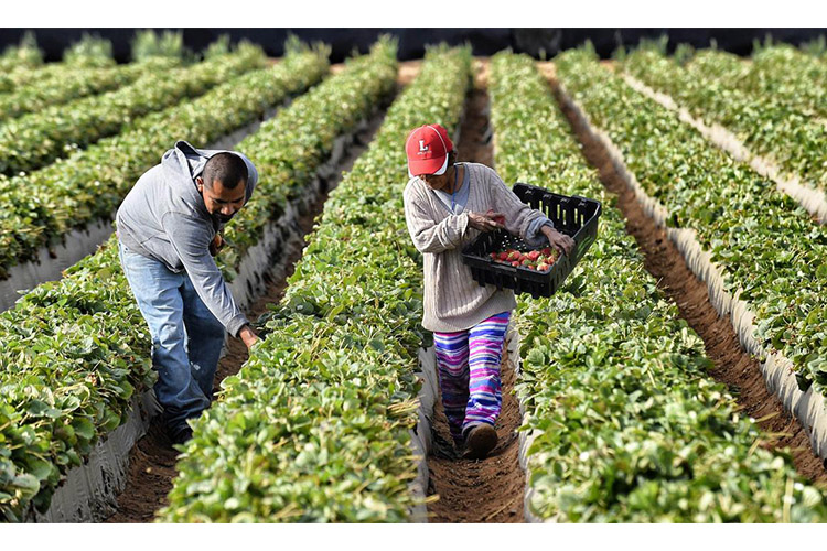 75 zacatecanos trabajarán legalmente en Canadá