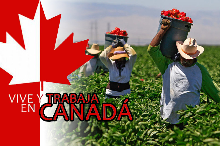 Jornaleros trabajan en campos de Canadá