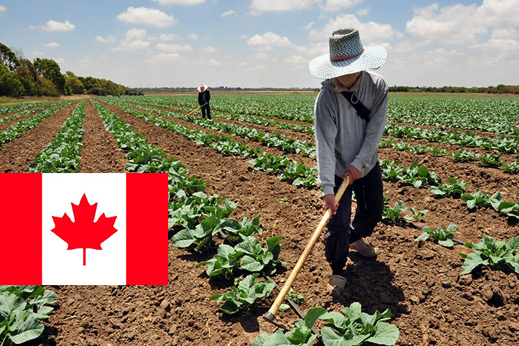 Canadá busca mano de obra de migrantes mexicanos