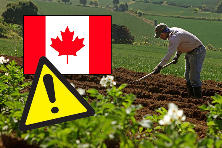 Patrones aprovechan llegada de migrantes a Canadá para crear red de fraudes