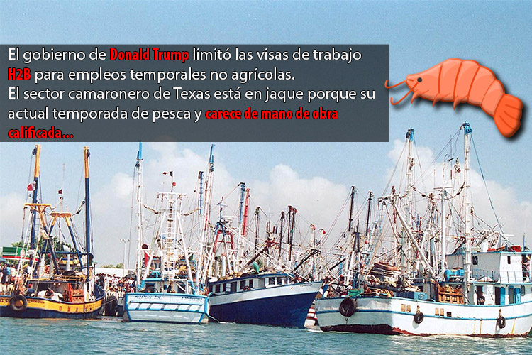Menos inmigrantes en Texas... Menos camarones