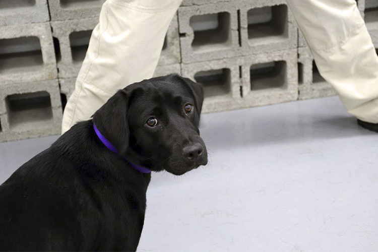 "Lulú no está interesada en buscar explosivos"