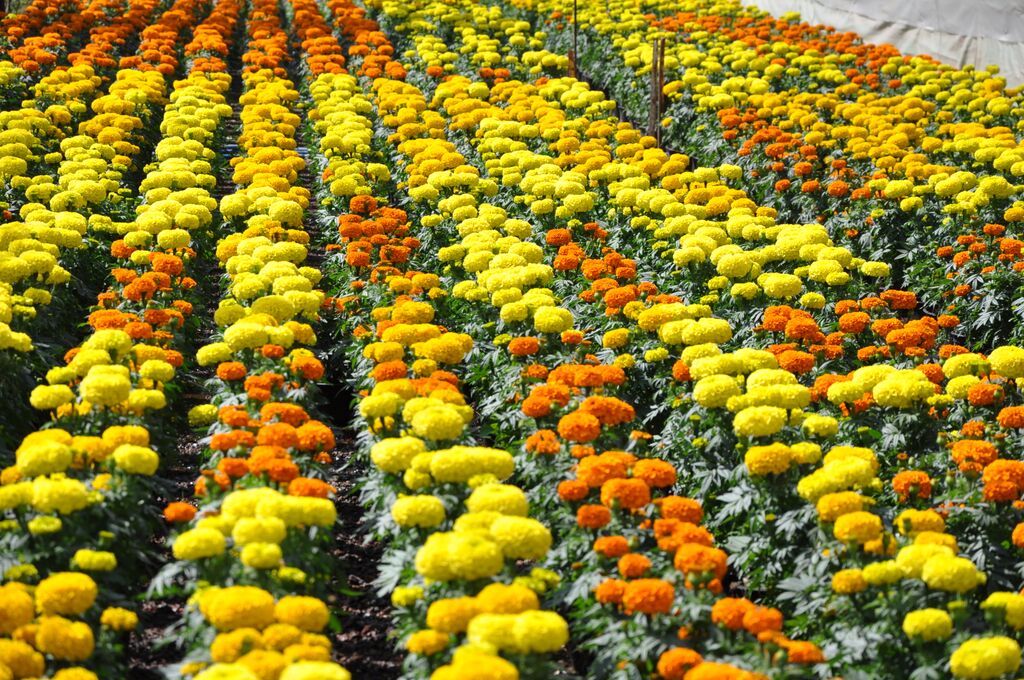 Cultivo de cempasúchil