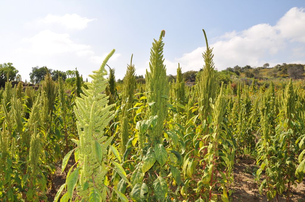 Calaveras de amaranto