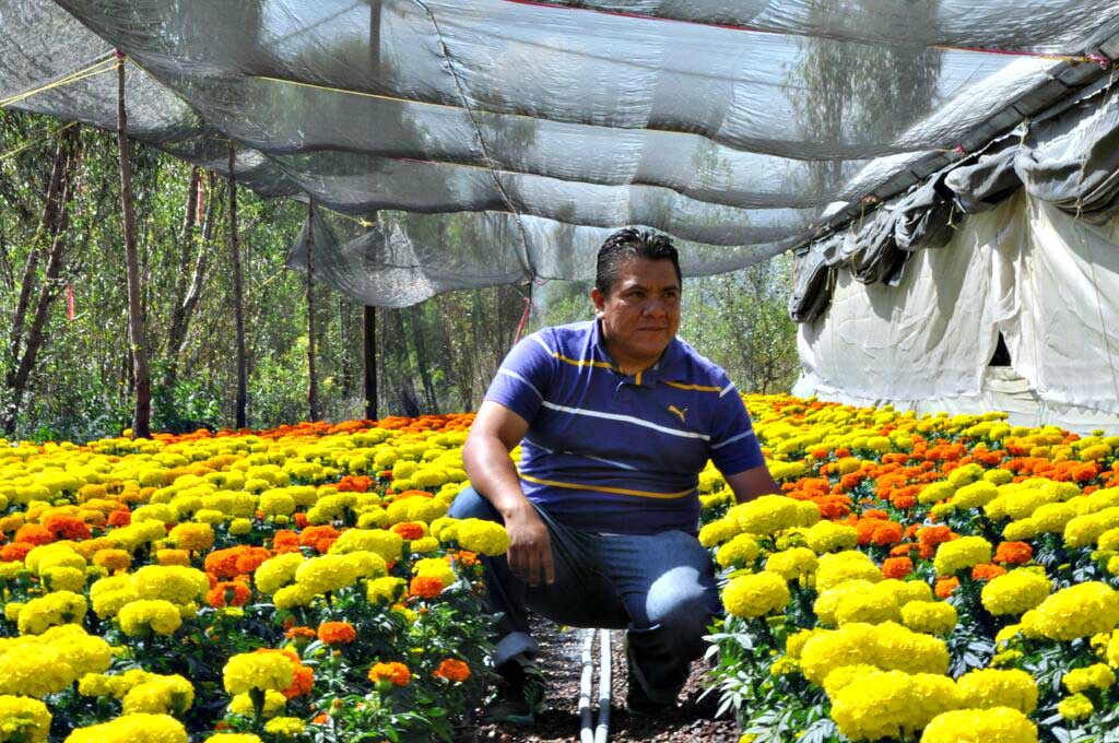 Mexicanos cultivan año con año esta flor