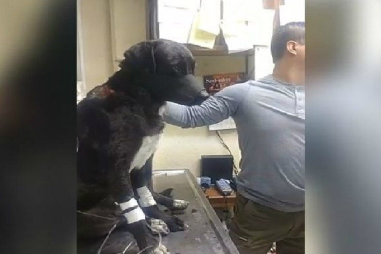 Uno de los perritos murió