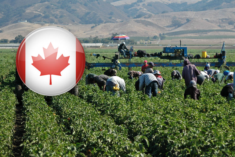El Programa de Trabajadores Agrícolas Temporales es una alternativa de movilidad laboral segura, legal y ordenada, que tiene como objetivo promover el envío de jornaleros agrícolas mexicanos.