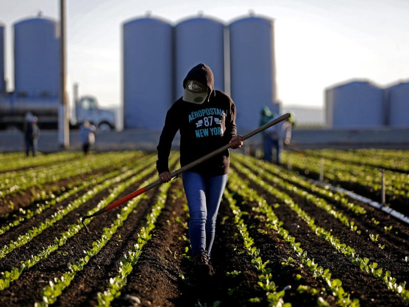 Los mexicanos indocumentados son una parte importante de la fuerza laboral en el campo, la construcción y la hospitalidad.
