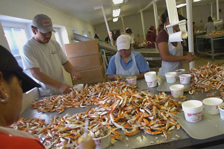 Hoopers Island es una pequeña comunidad ubicada en Maryland, la cual mostró su amplia preferencia por Donald Trump durante las pasadas elecciones, sin embargo, las restricciones con las visas los han afectado.