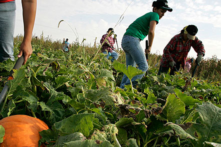 Las leyes antimigrantorias y los discursos de odio de Estados Unidos permiten obtener beneficios de la fuerza de trabajo de los migrantes a base de explotación y miedo.