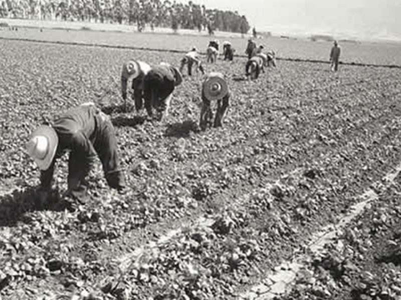 Los extrabajadores del campo participaron en el Programa Bracero y denuncian que en aquel entonces el gobierno les descontó 10% de su salario