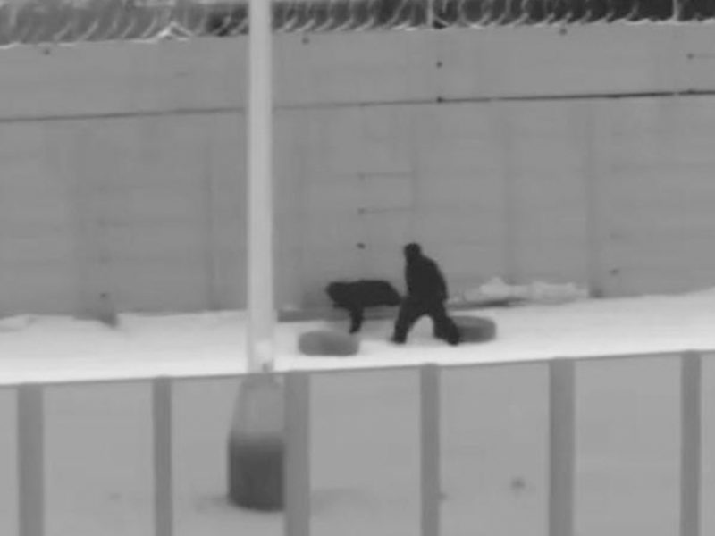 449 migrantes indocumentados se entregaron entre el martes y el miércoles ante autoridades de la Patrulla Fronteriza en Arizona