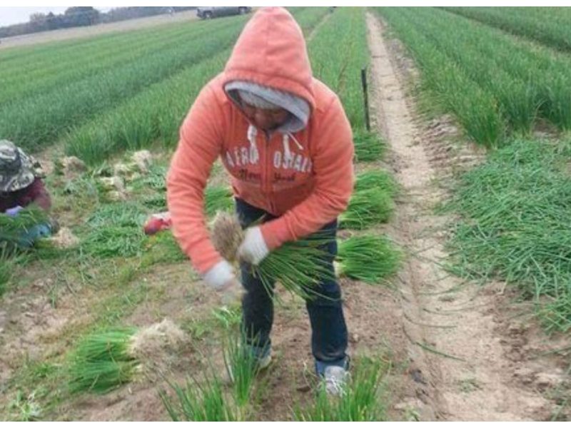 T-MEC protegerá derechos laborales de los mexicanos en EU y Canadá