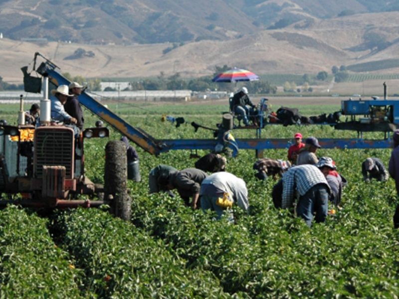trabajadores agrícolas en cultivo
