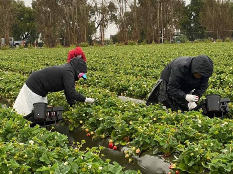 Trabajadores agrícolas UFW