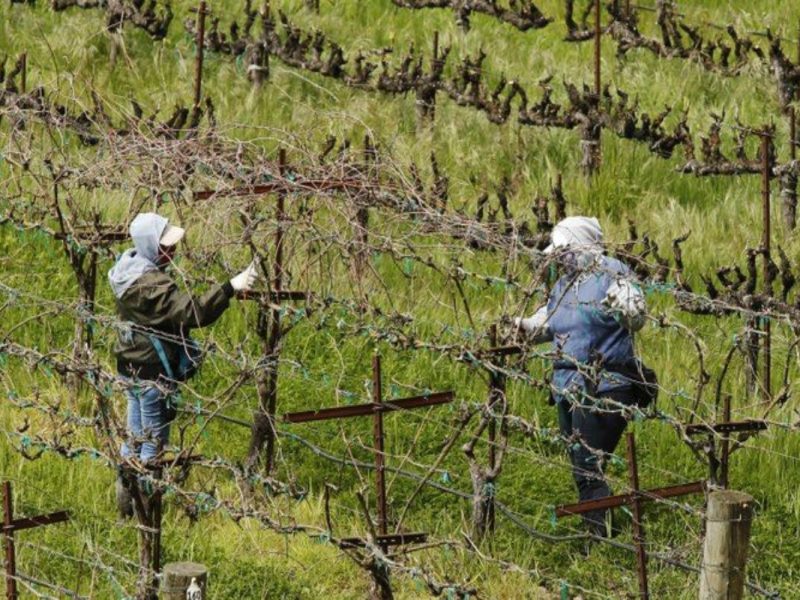 jornaleros agrícolas en California