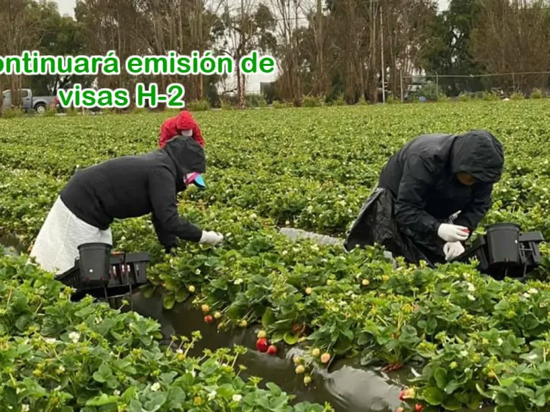 Trabajadores agrícolas UFW