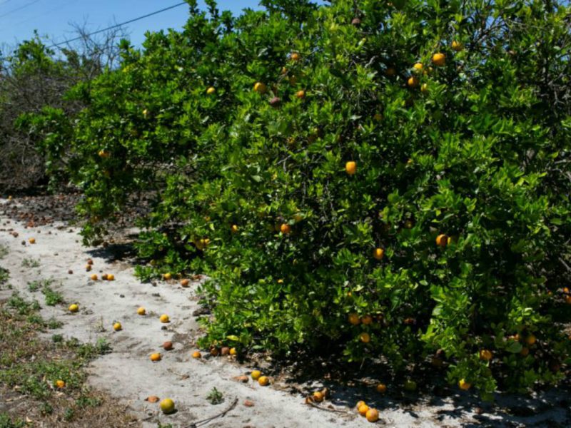 En plena contingencia mexicanos viajan a Canadá para hacer trabajos esenciales Reuters VOA