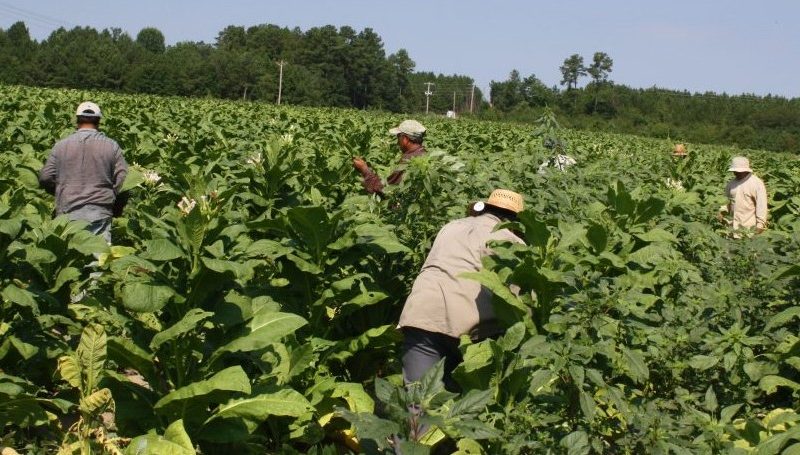 Precarias condiciones de trabajadores agrícolas los hace más vulnerables al coronavirus
