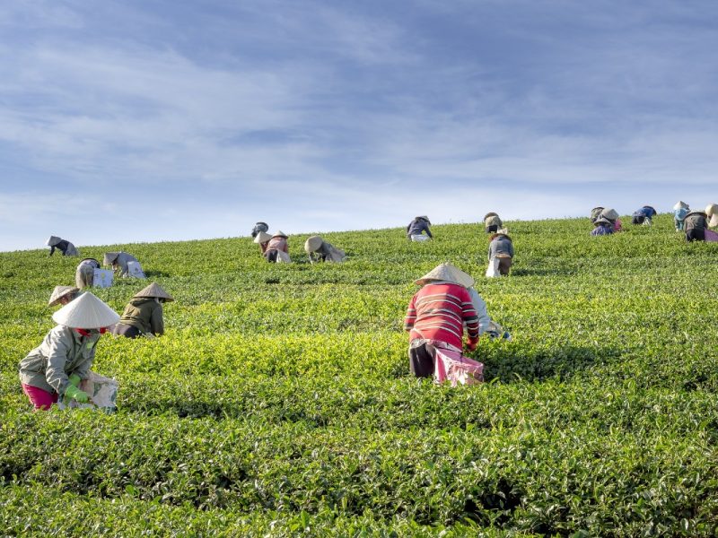 Coalición ayudará a trabajadores agrícolas esenciales en EEUU