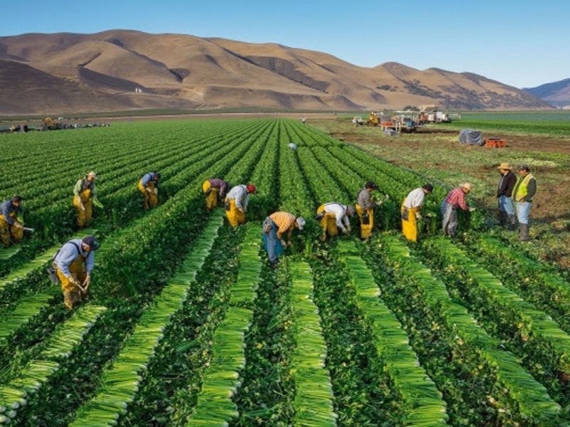 Facilita gobierno trabajo a 50 zacatecanos en el sector agrícola de Canadá
