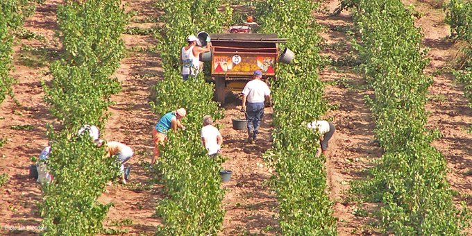 Familias de estatus migratorio mixto no recibirán cheques de ayuda por la pandemia