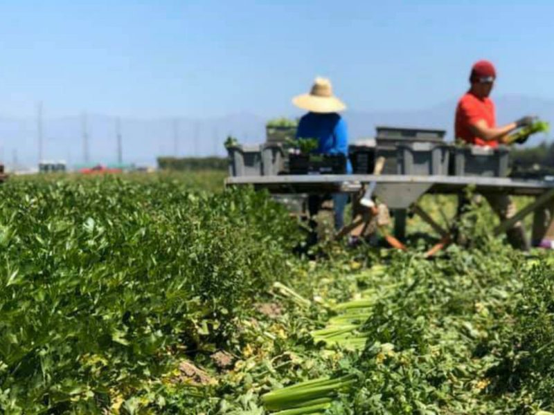 trabajadores agrícolas UFW