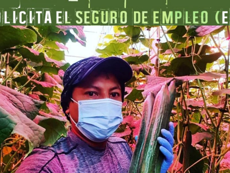 seguro de empleo canadá