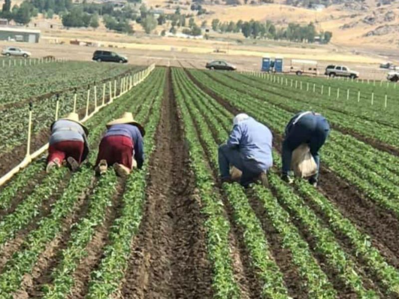trabajadores migrantes UFW