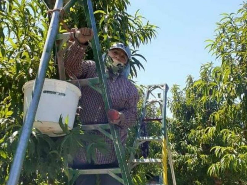 Trabajadores agricolas United Farm Workers