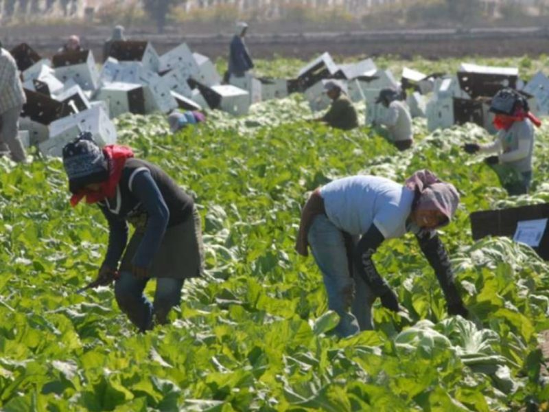 El Gobierno de Puebla te ayuda a conseguir trabajo como jornalero en Estados Unidos. Foto: VOA