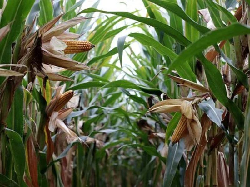 Canadá actualiza los requisitos para los trabajadores agrícolas migrantes