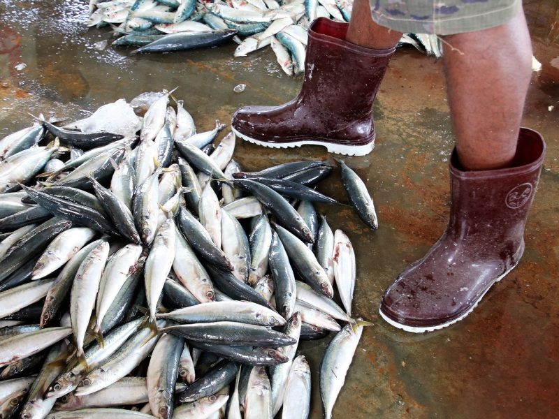 Conoce las medidas preventivas que debes tomar si trabajas en una procesadora de mariscos. Foto: Pixabay