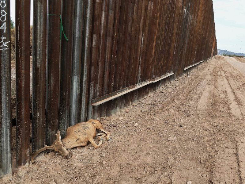 Venado muere en el muro de Trump al no poder cruzar a buscar alimento