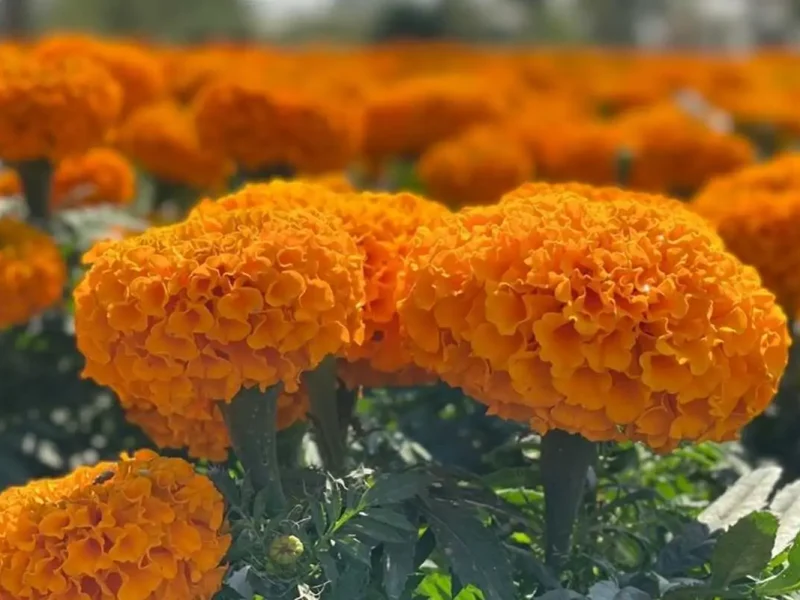 Dice la leyenda de la flor de cempasúchil que esta guía a las almas de los difuntos hacia el mundo de los vivos