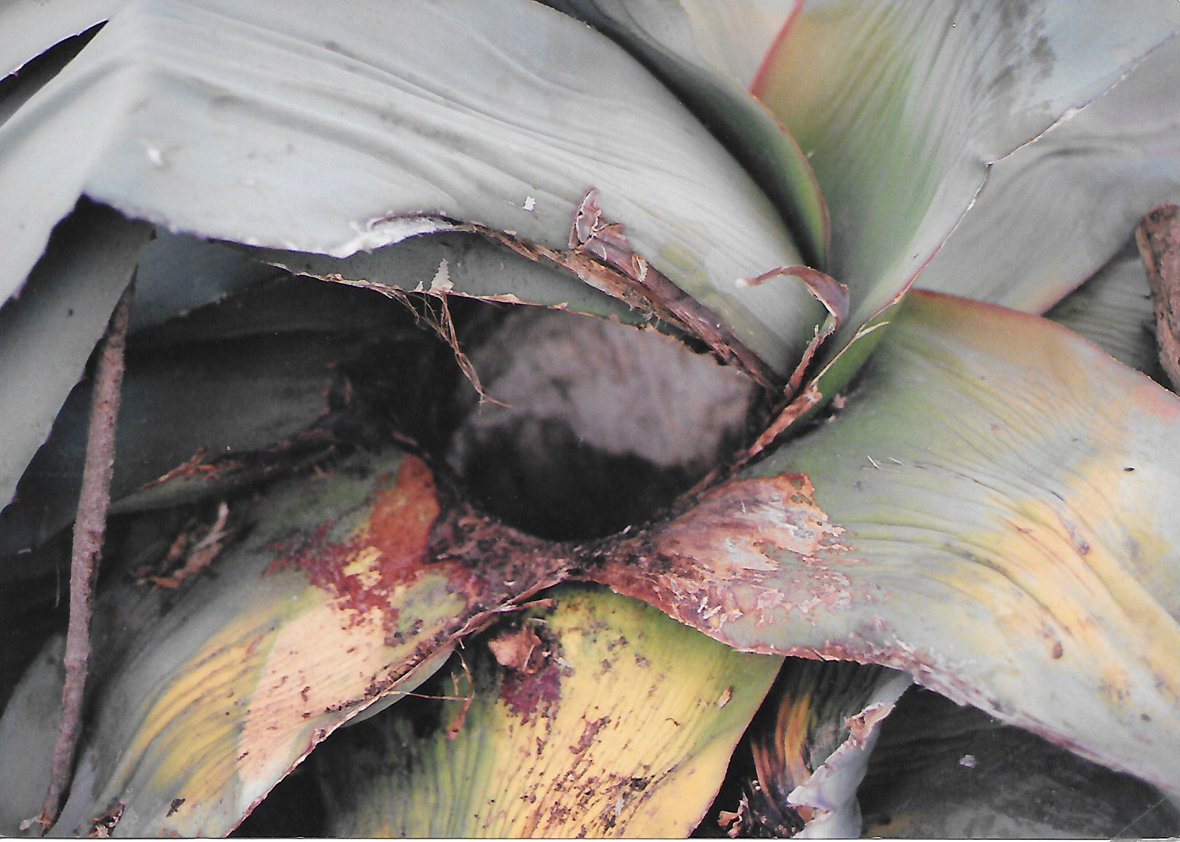 Así se ve el maguey después de caparlo. | Foto: Abel Domínguez / Conexión Migrante.