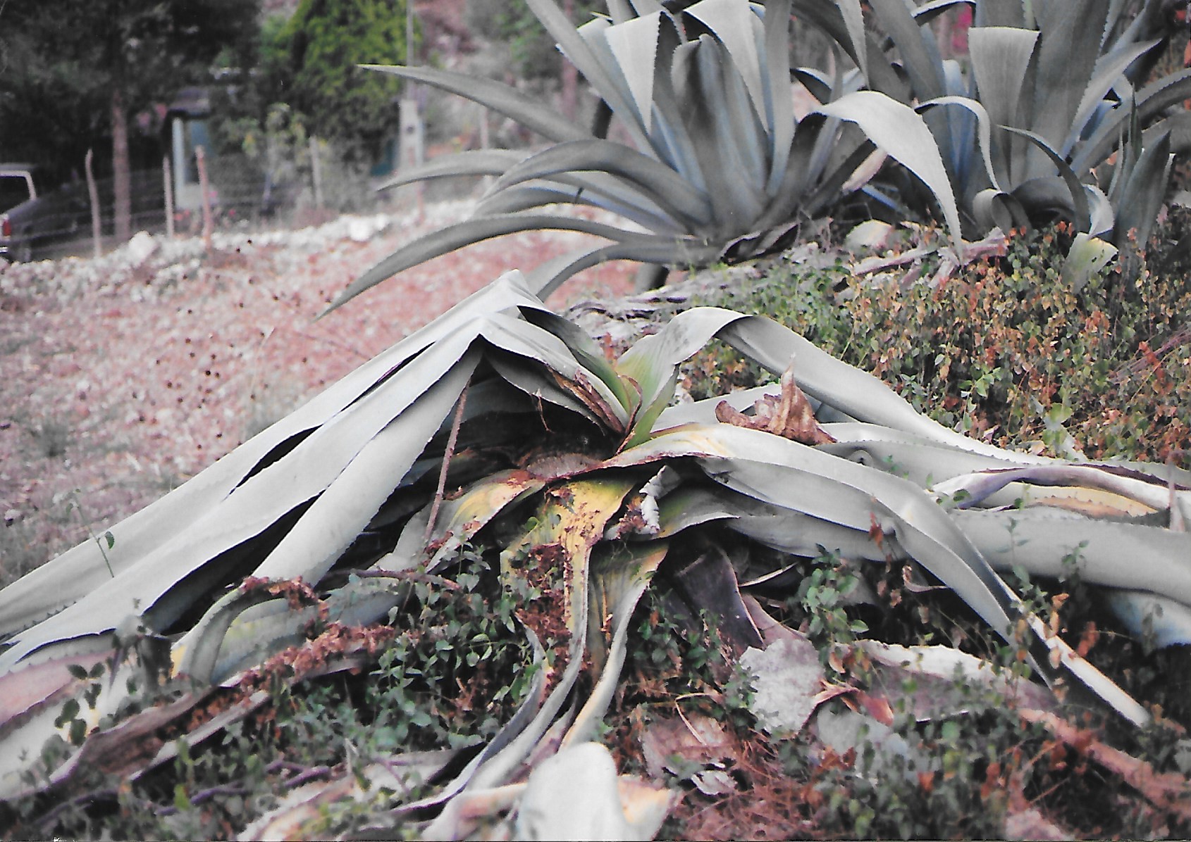 El maguey después de cumplir su ciclo de producción. | Foto: Abel Domínguez / Conexión Migrante.