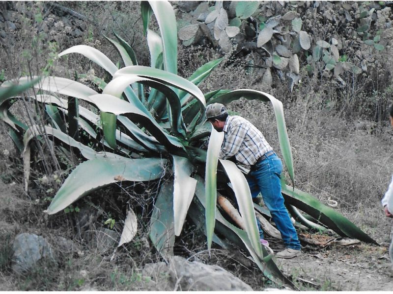 El puque es una de las herencias gastronómicas del México prehispánico más famosas.