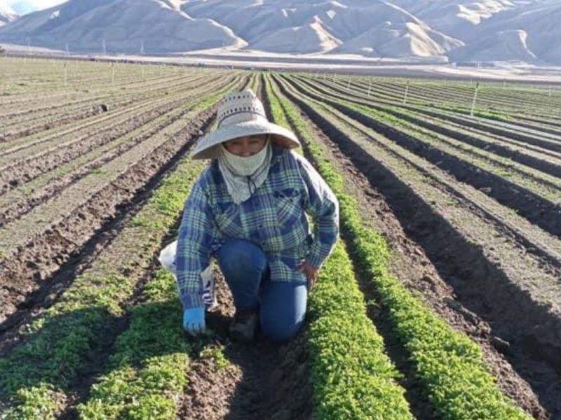 El siguiente paso para la propuesta de ley para trabajadores agrícolas es ser votada en el Senado