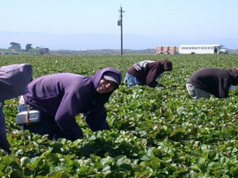 Latinos son esenciales en la recuperación de la economía: estudio