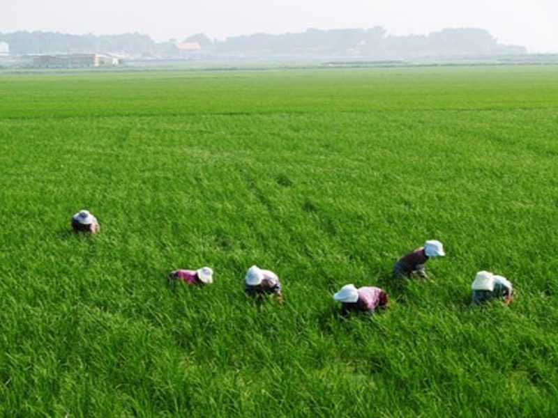 Ola de calor afecta a los migrantes que trabajan en el campo
