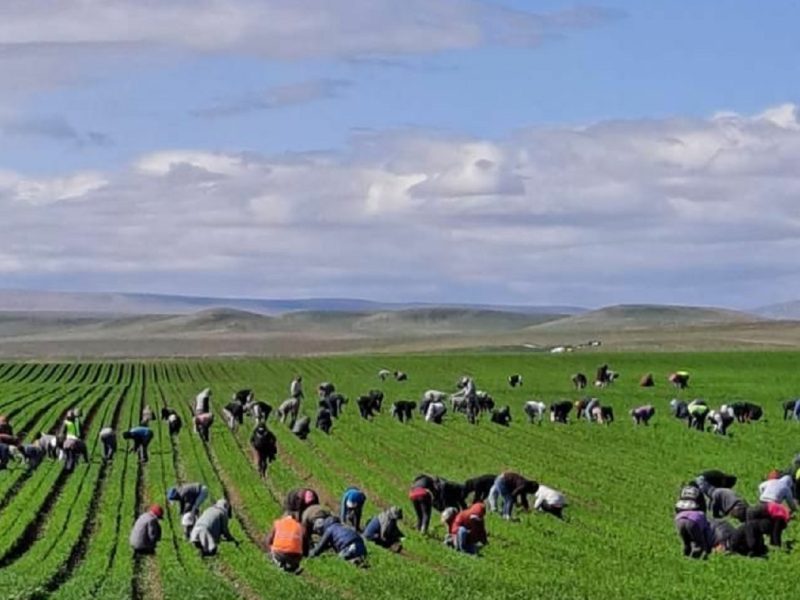 PERIPLO busca proteger los derechos de los trabajadores migrantes a través de tres acciones fundamentales.