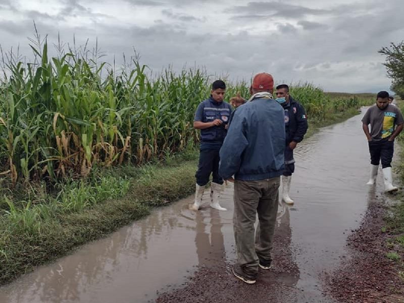 Así quedaron algunos sembradíos afectados por las fuertes lluvias en Pénjamo, Guanajuato.