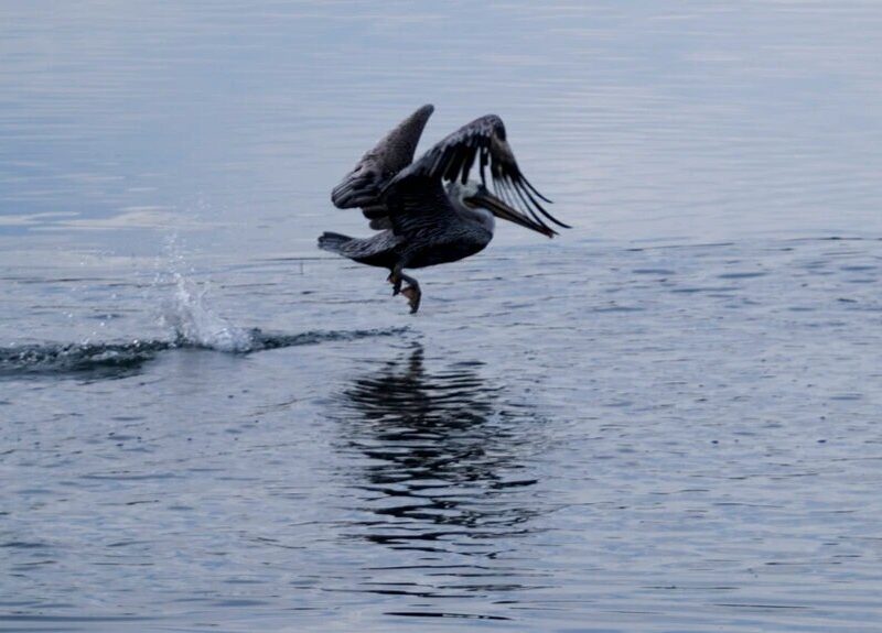 Un pelicano salta sobre el mar cubierto de petróleo en las costas de California.