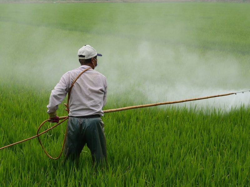 Una de las oportunidades que ofrece la visa H2 es trabajar en el campo de Estados Unidos.