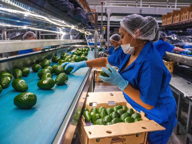 Cerveza, tequila y aguacate son los productos mexicanos más demandados en USA.