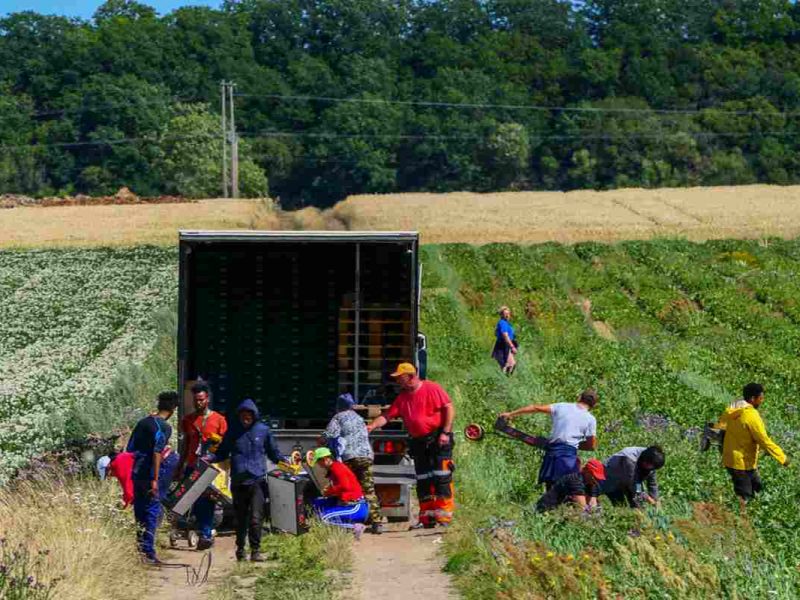 20 mil trabajadores podrán obtener alguna de las visas temporales en Estados Unidos.
