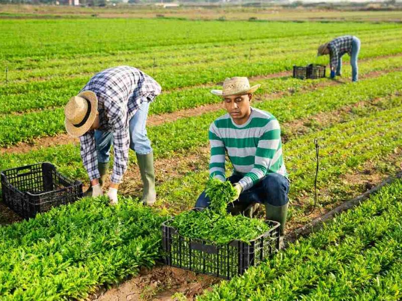 El Servicio Nacional de Empleo compartió una vacante para trabajar en Estados Unidos l Foto: imagen de depositphotos