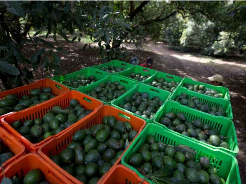 Cajas de aguacate en Michoacán, México